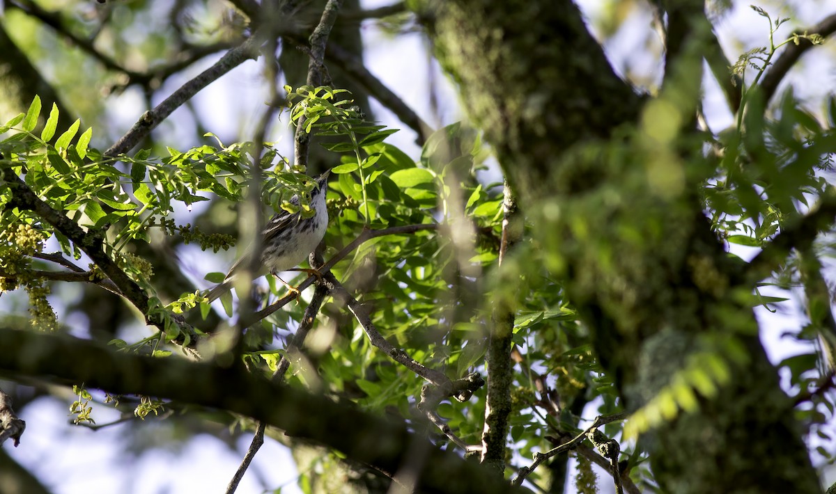 Blackpoll Warbler - ML620558190