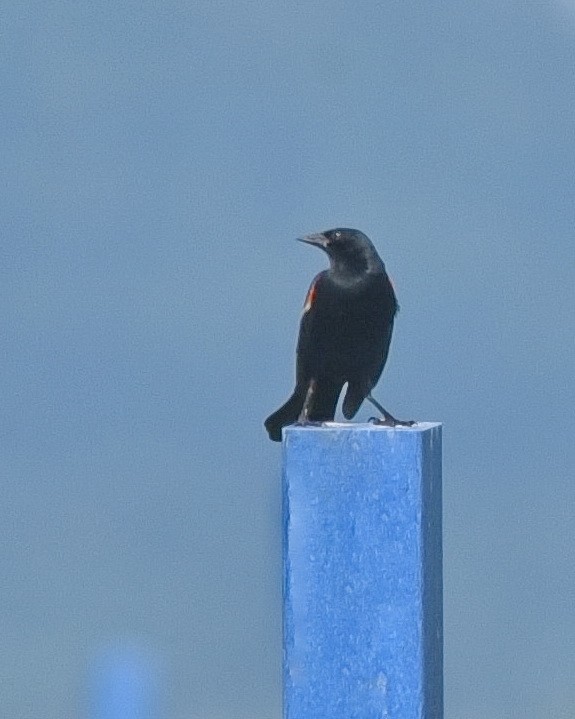 Red-winged Blackbird - ML620558191