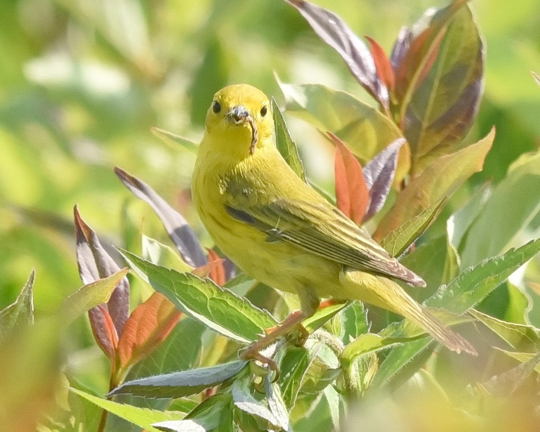 Yellow Warbler - ML620558199