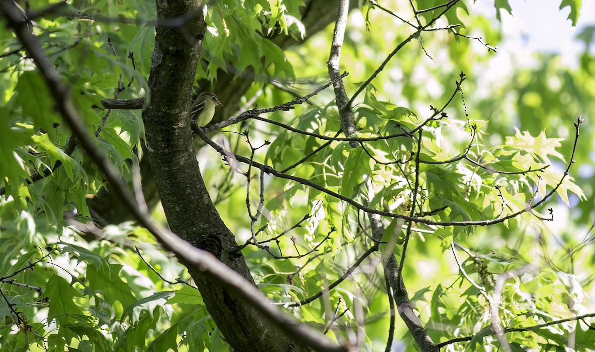 Yellow-bellied Flycatcher - ML620558208