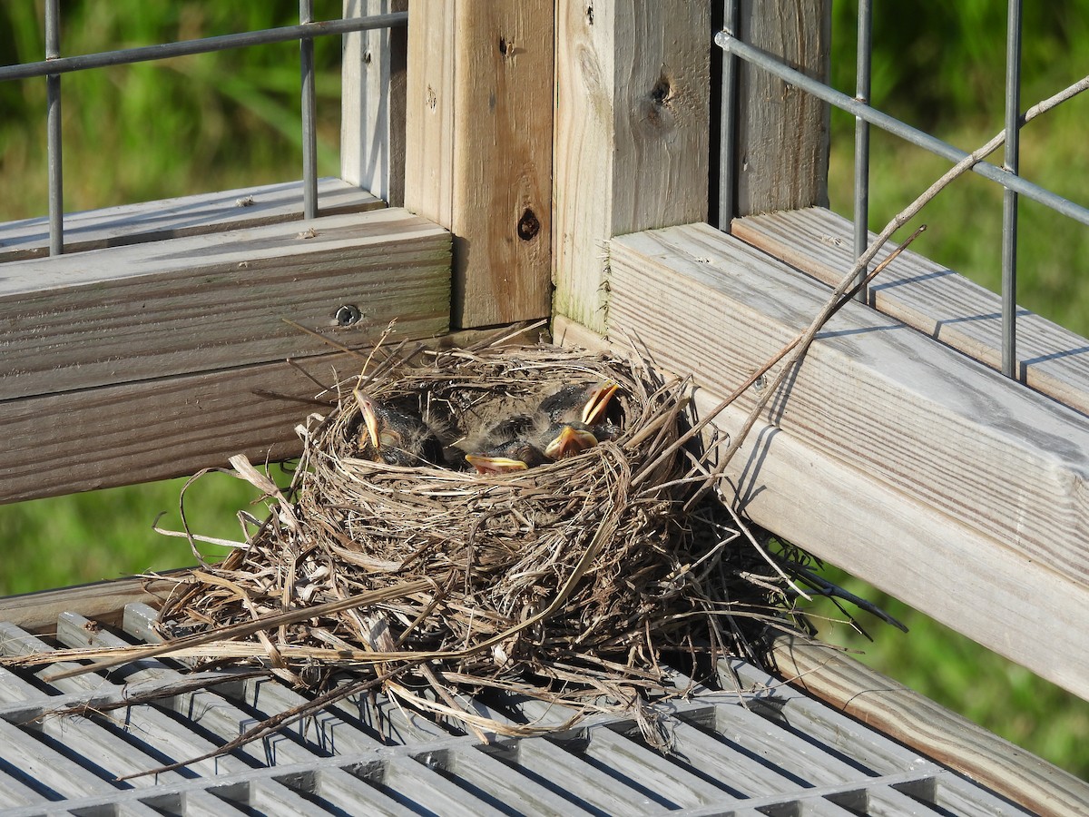 American Robin - ML620558209