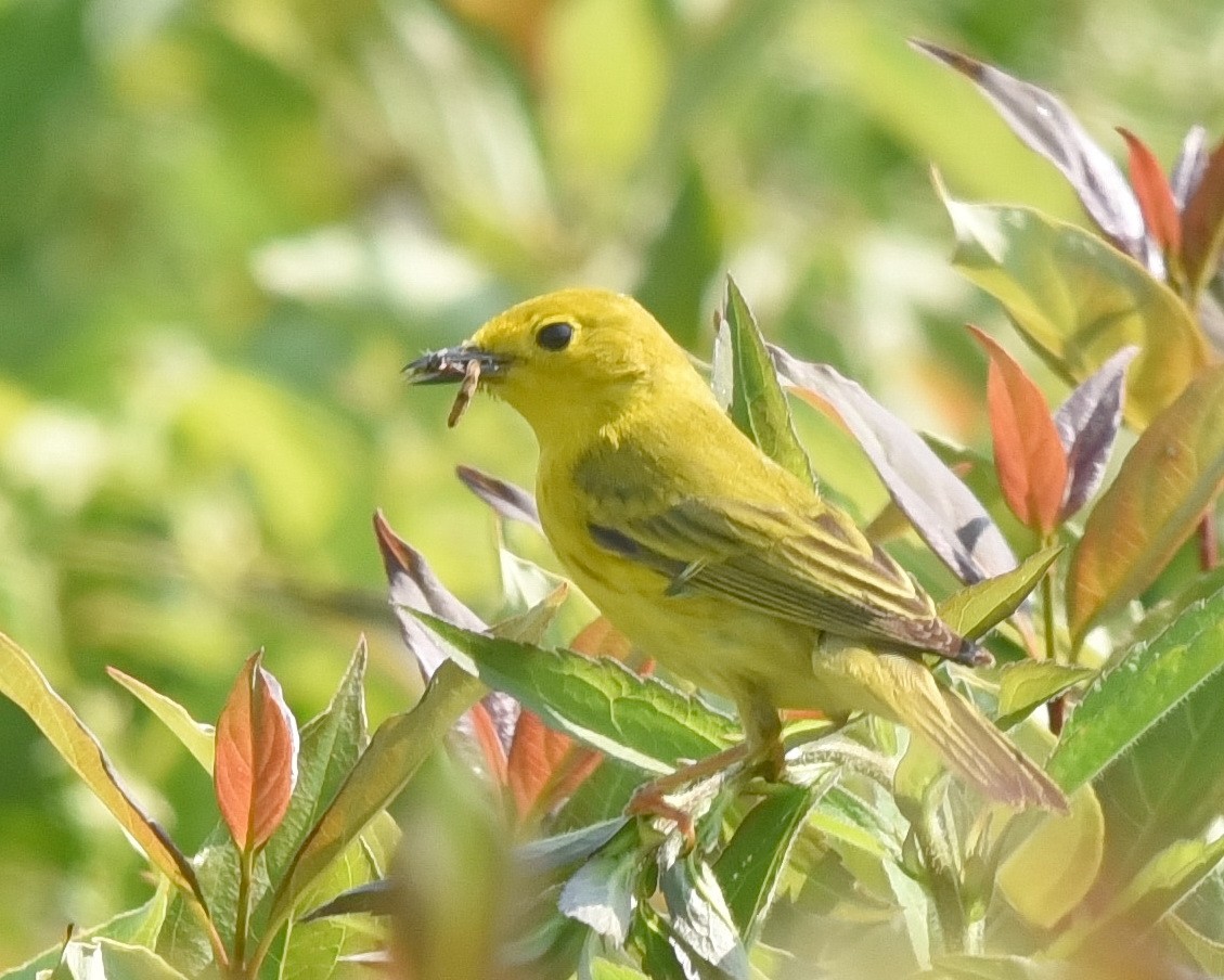 Yellow Warbler - ML620558210