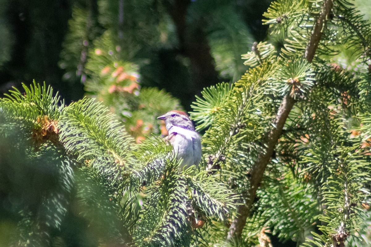 Chipping Sparrow - ML620558236