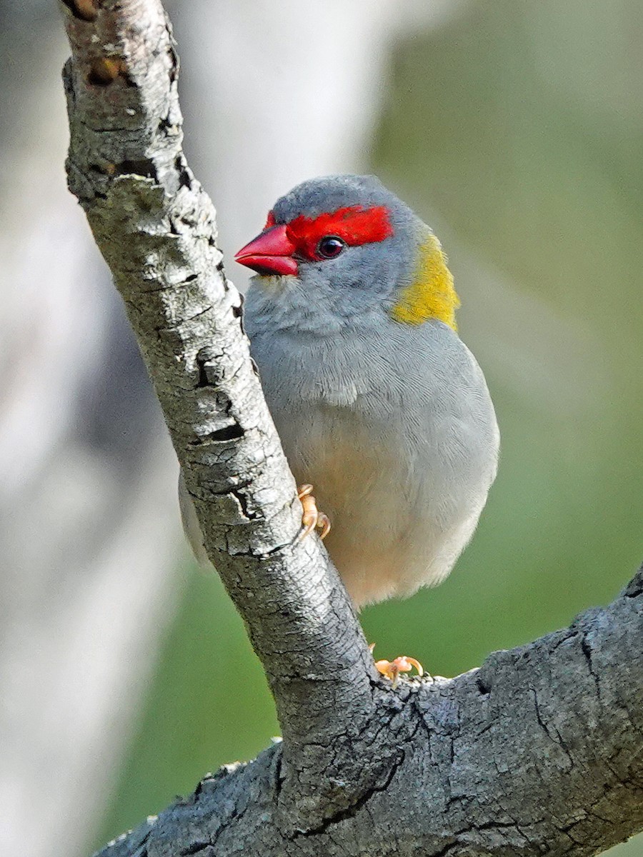 Red-browed Firetail - ML620558252