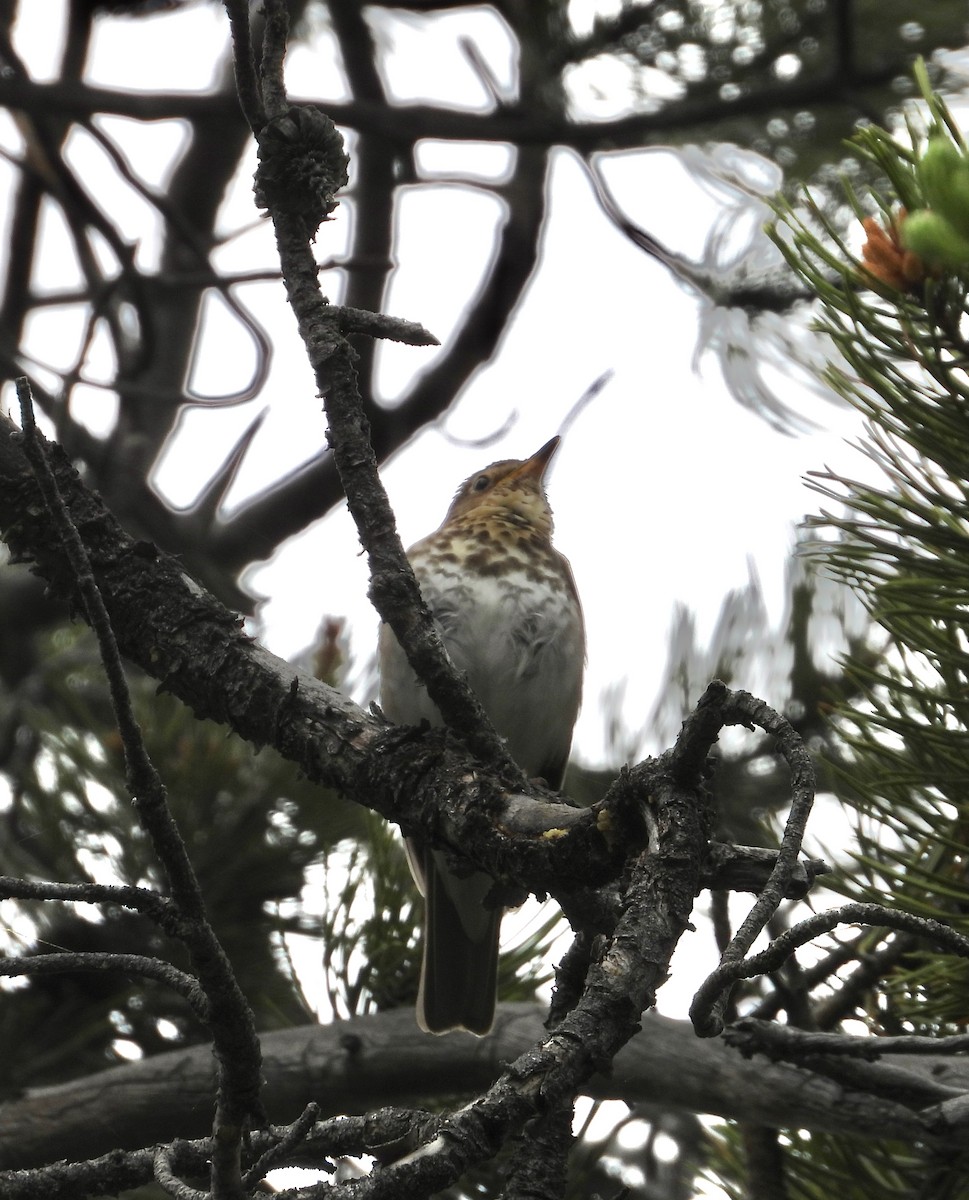 Swainson's Thrush - ML620558263