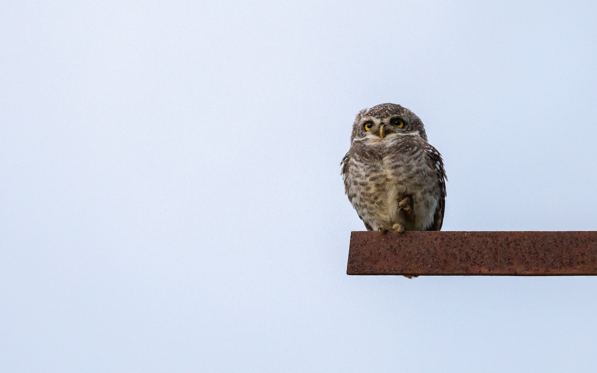 Spotted Owlet - ML620558264