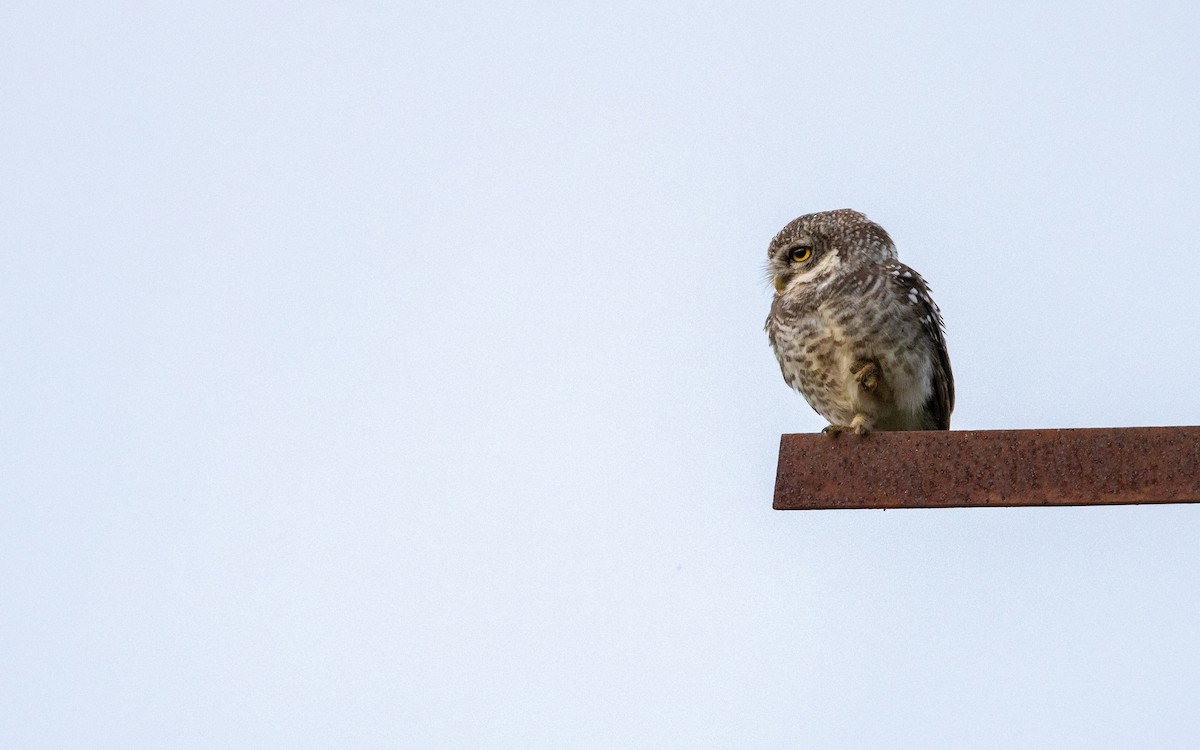 Spotted Owlet - ML620558265