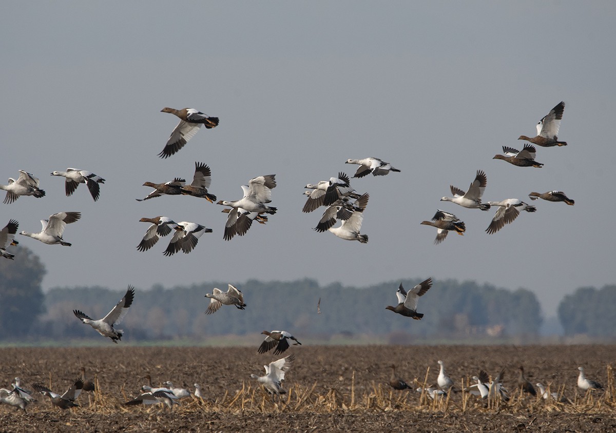 Upland Goose - ML620558281