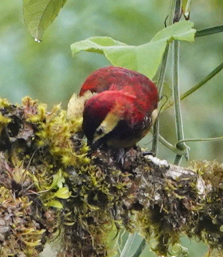 Crimson-mantled Woodpecker - ML620558292