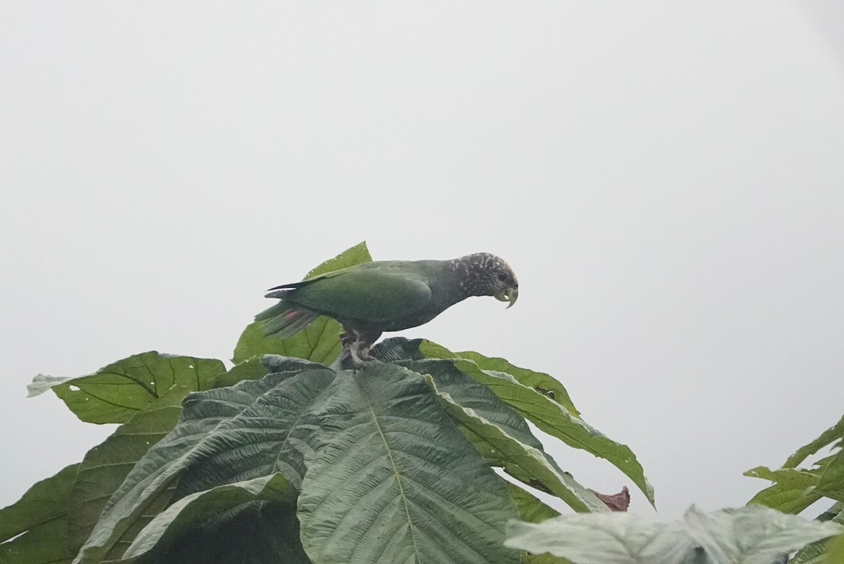 Speckle-faced Parrot - ML620558295