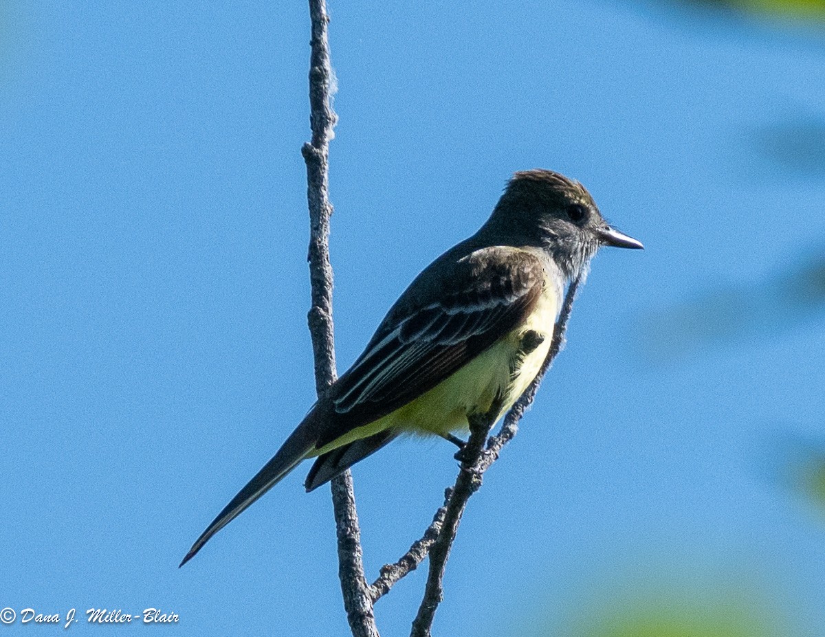 Great Crested Flycatcher - Dana Miller-Blair