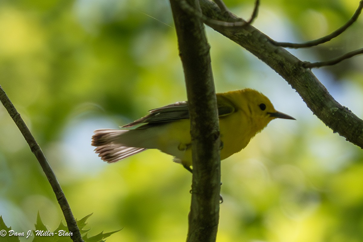Prothonotary Warbler - ML620558299