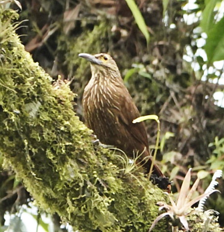 Strong-billed Woodcreeper - ML620558300