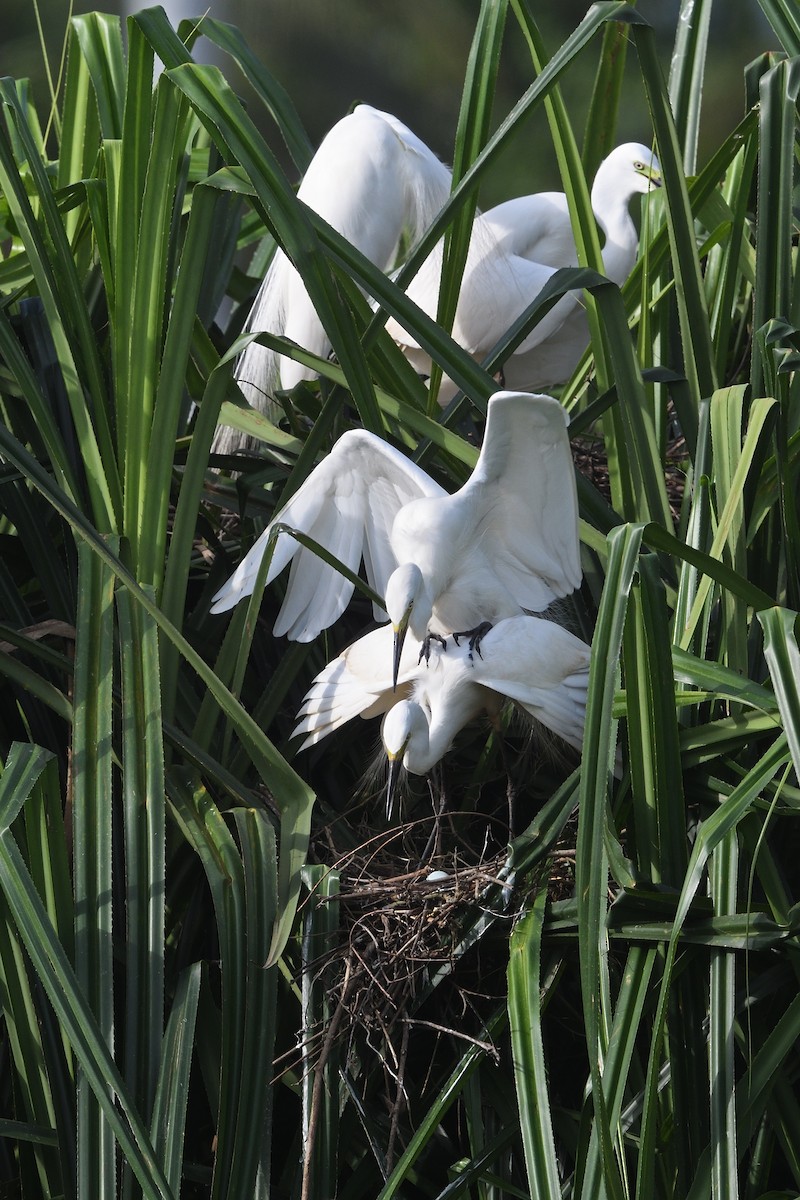 Medium Egret - ML620558302