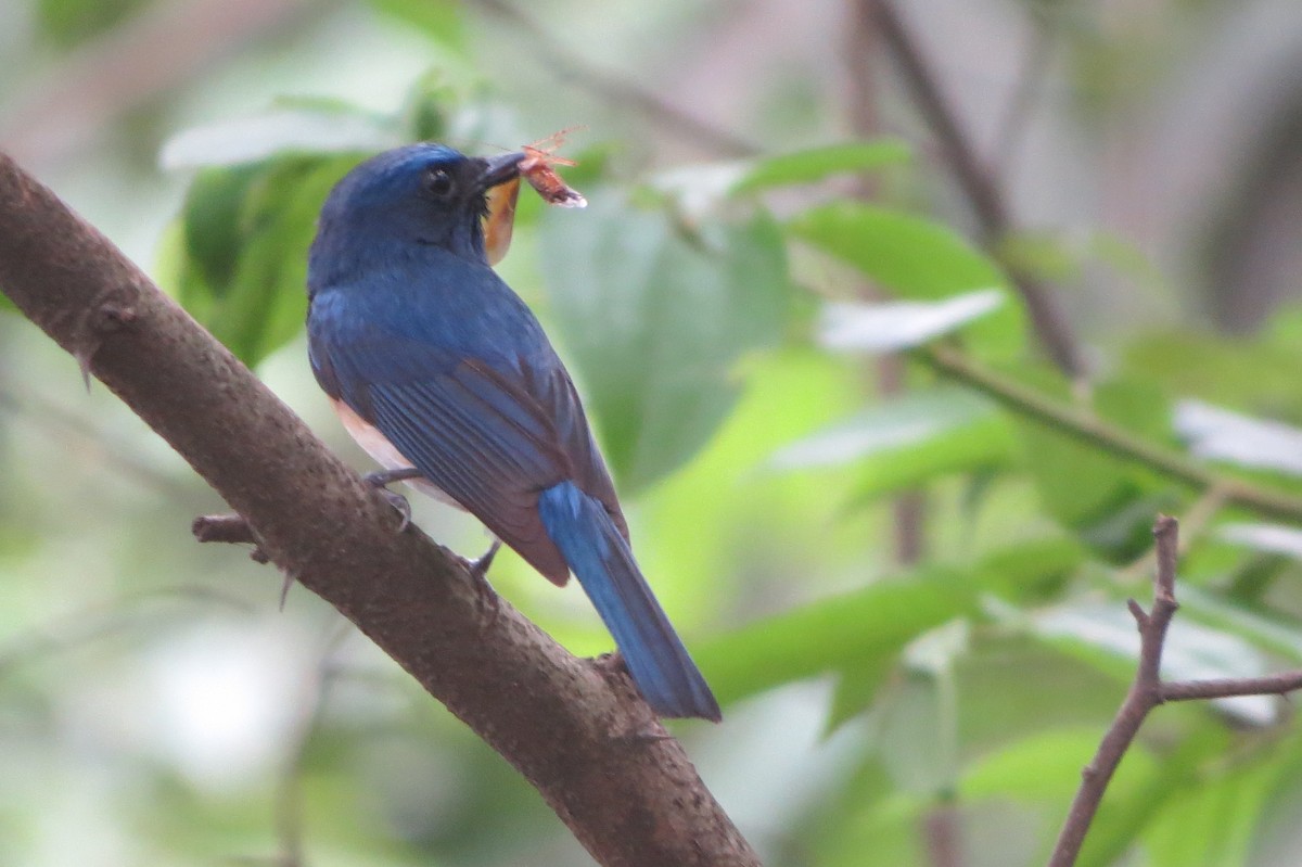 Blue-throated Flycatcher - Shankar Tiwari