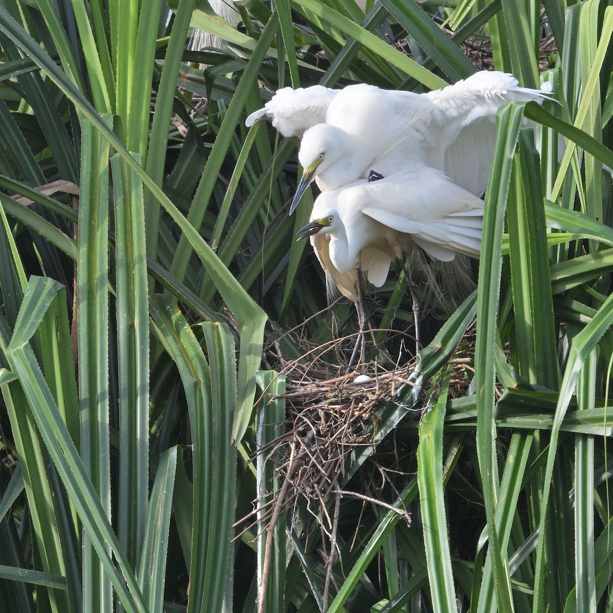 Medium Egret - ML620558310