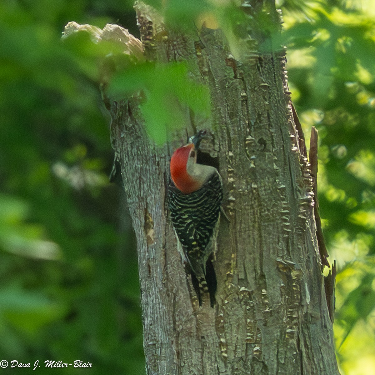 Red-bellied Woodpecker - ML620558312