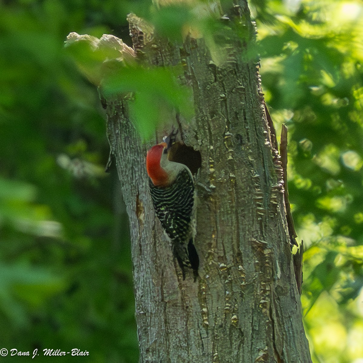 Red-bellied Woodpecker - ML620558313