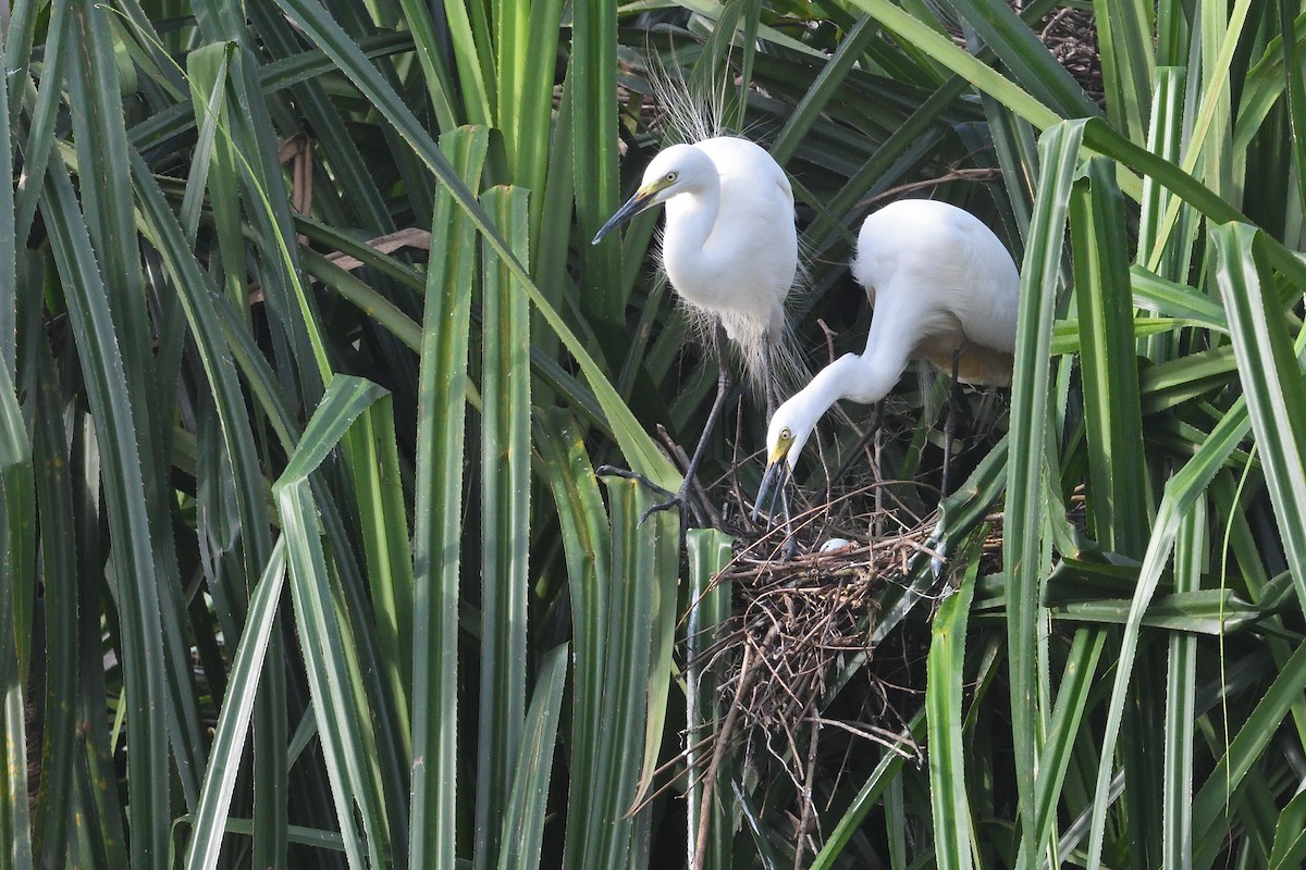 Airone bianco indiano - ML620558314