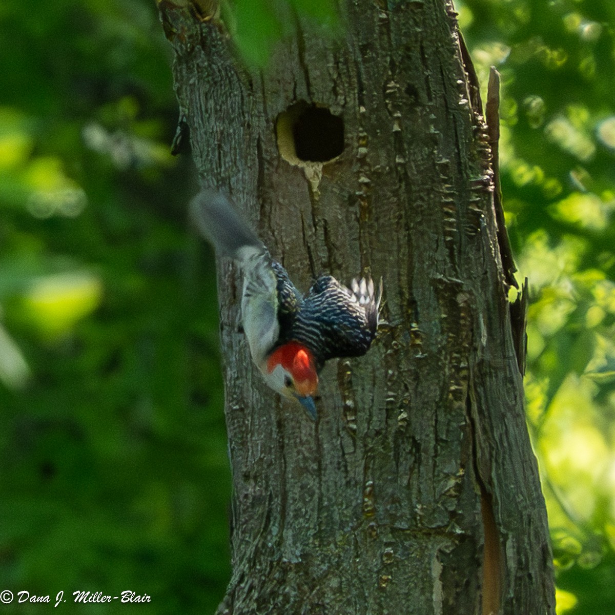 Red-bellied Woodpecker - ML620558316