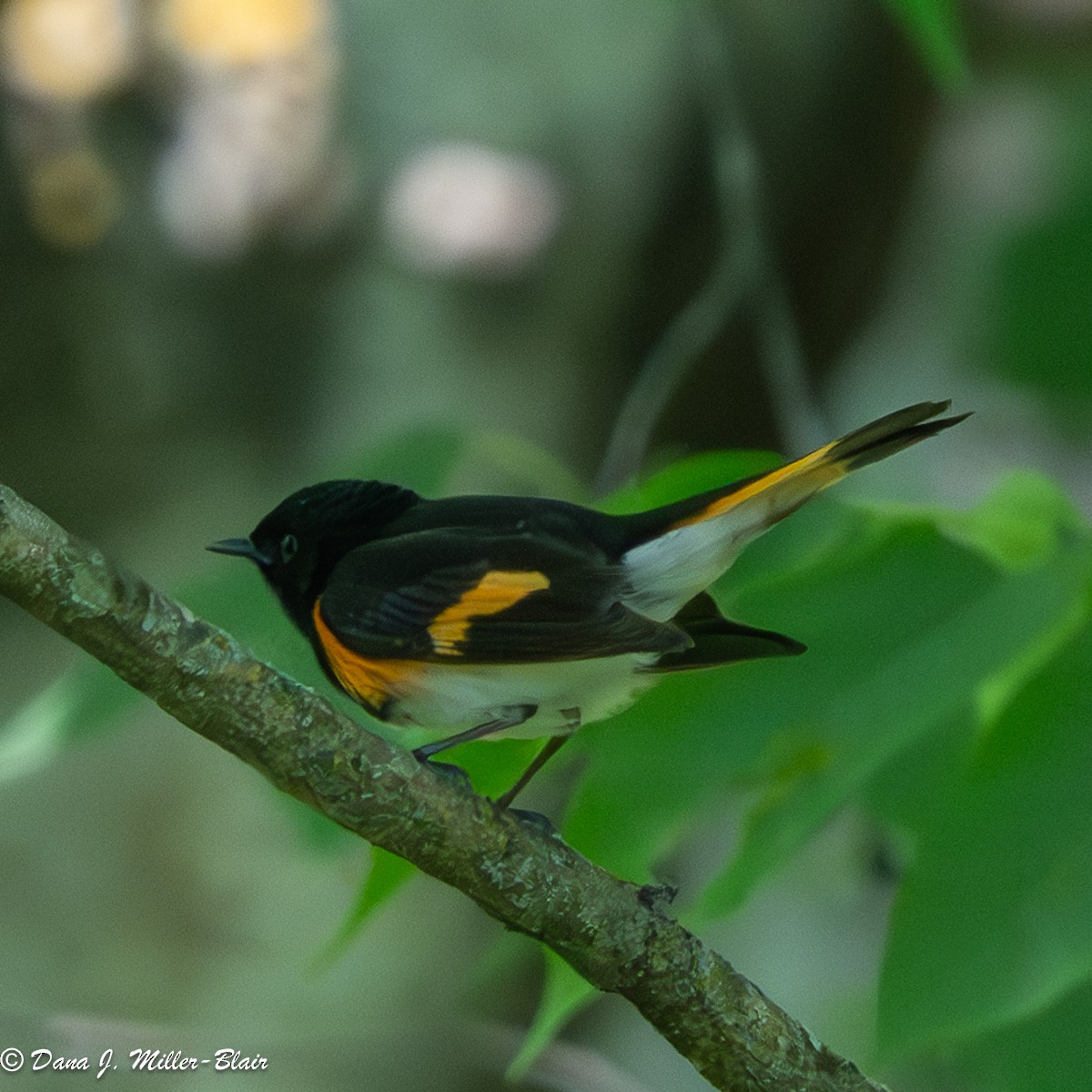 American Redstart - ML620558322