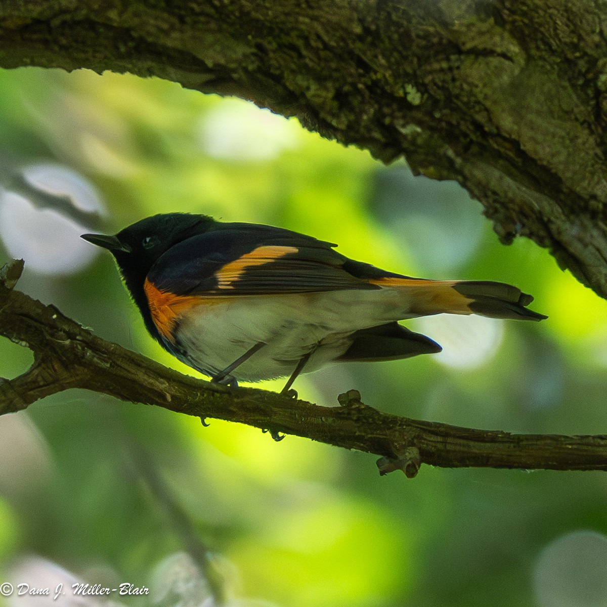 American Redstart - ML620558325