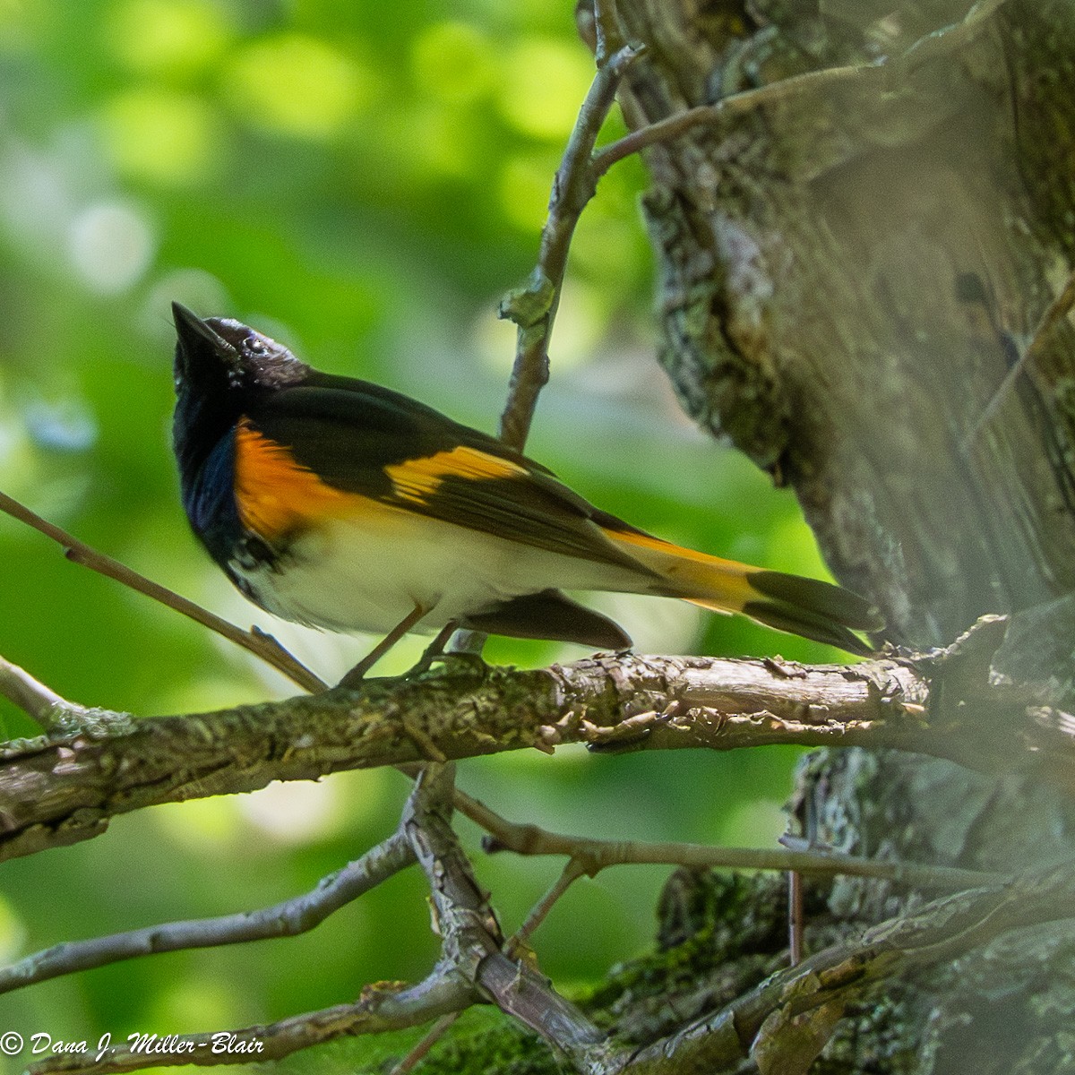 American Redstart - ML620558327