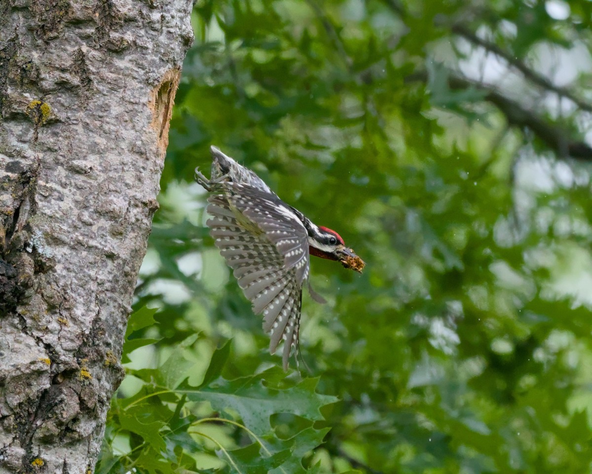 Yellow-bellied Sapsucker - ML620558338