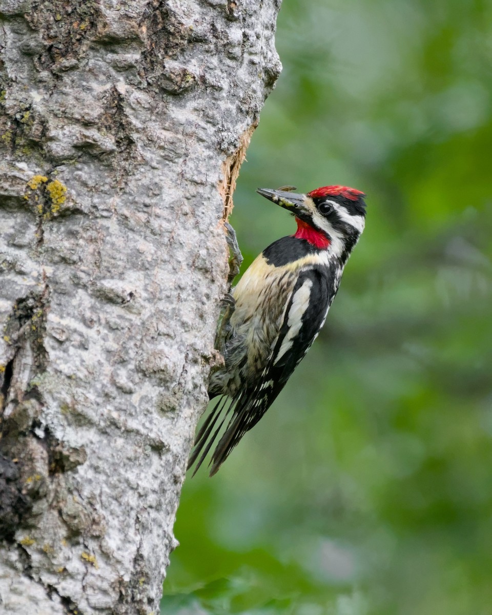 Yellow-bellied Sapsucker - ML620558339