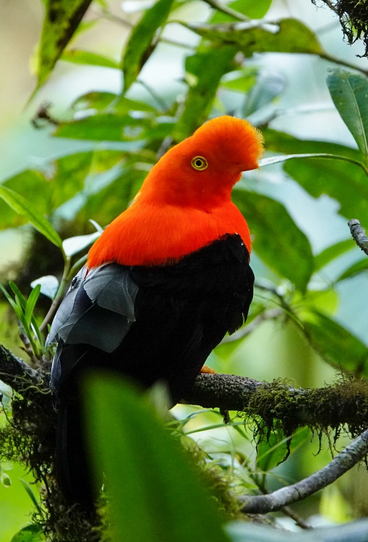 Andean Cock-of-the-rock - ML620558342