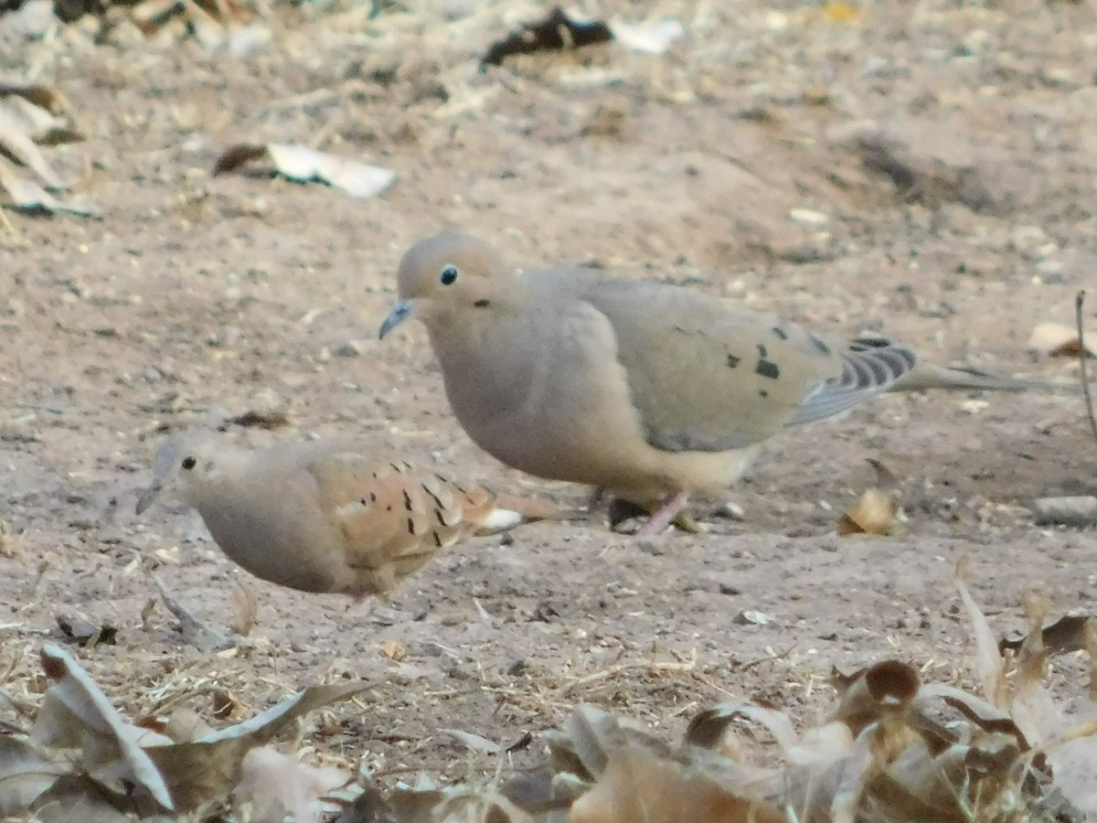 Ruddy Ground Dove - ML620558344