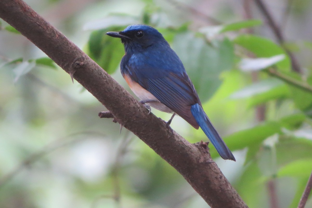 Blue-throated Flycatcher - Shankar Tiwari