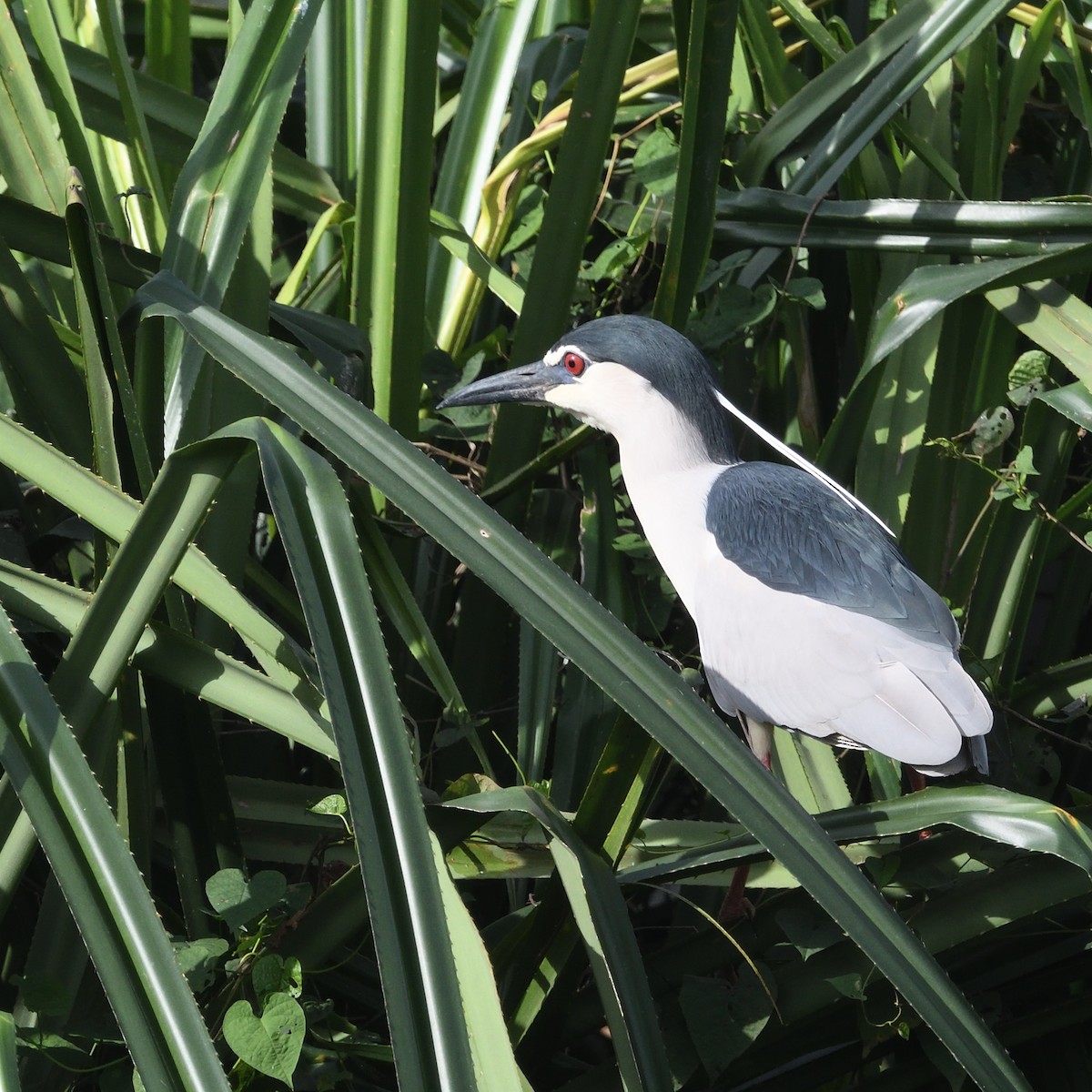 Black-crowned Night Heron - ML620558354