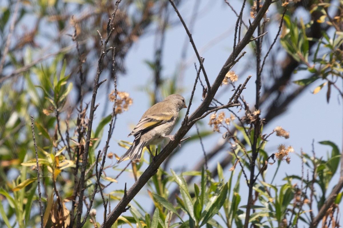 Lawrence's Goldfinch - ML620558358