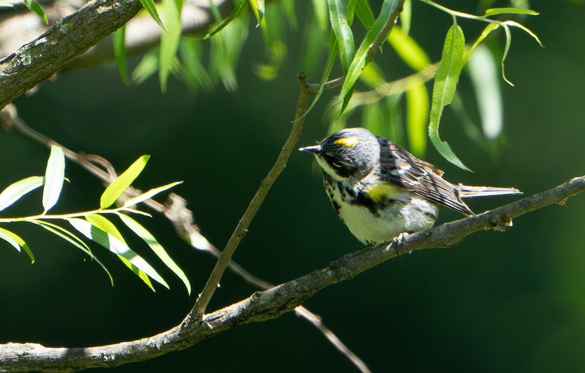 Yellow-rumped Warbler - ML620558363