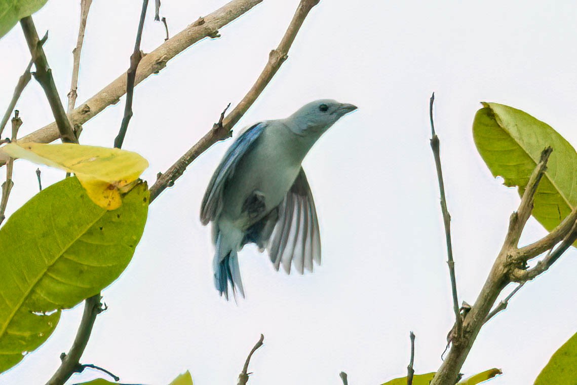 Blue-gray Tanager - ML620558365