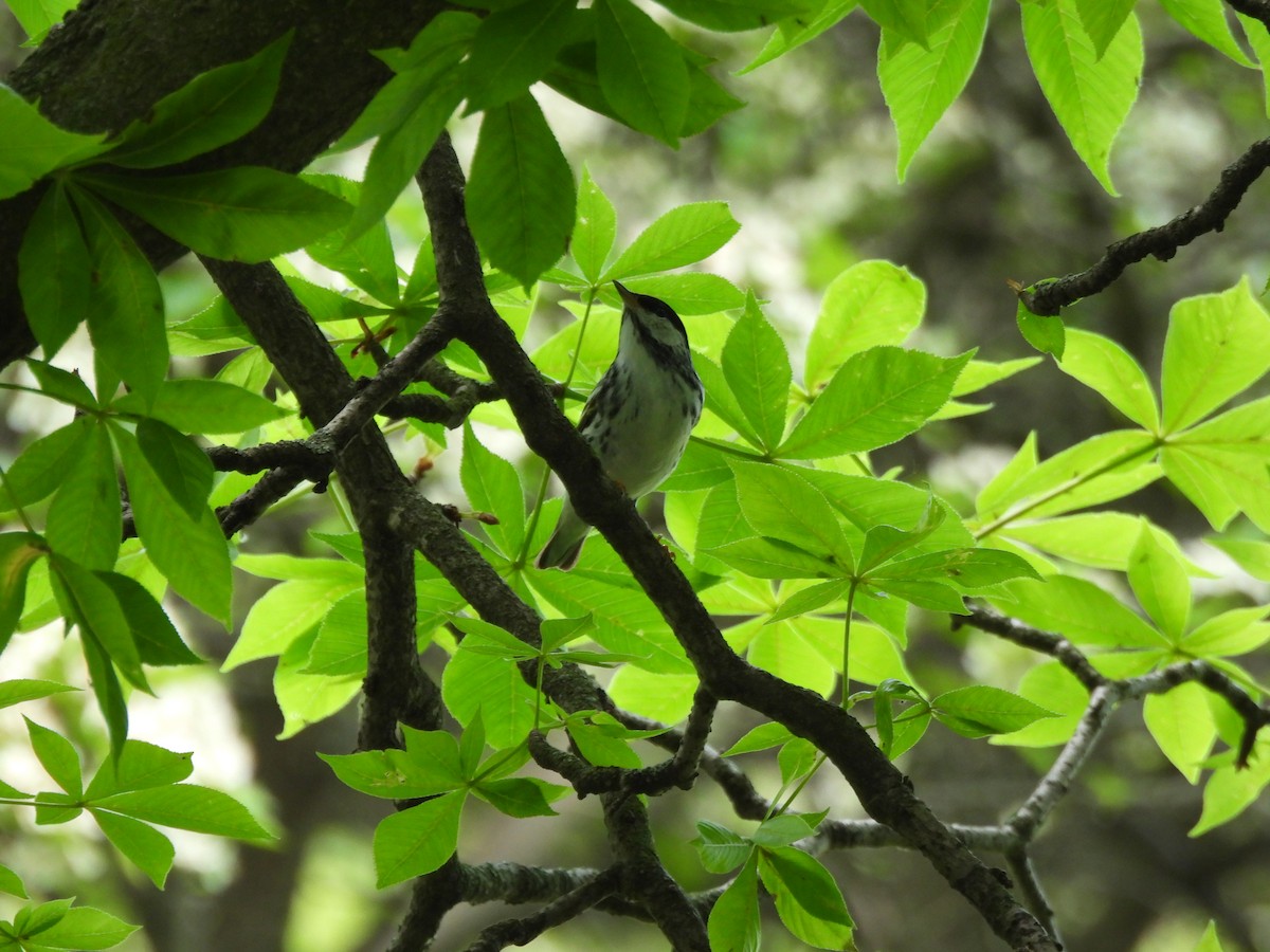 Blackpoll Warbler - ML620558370