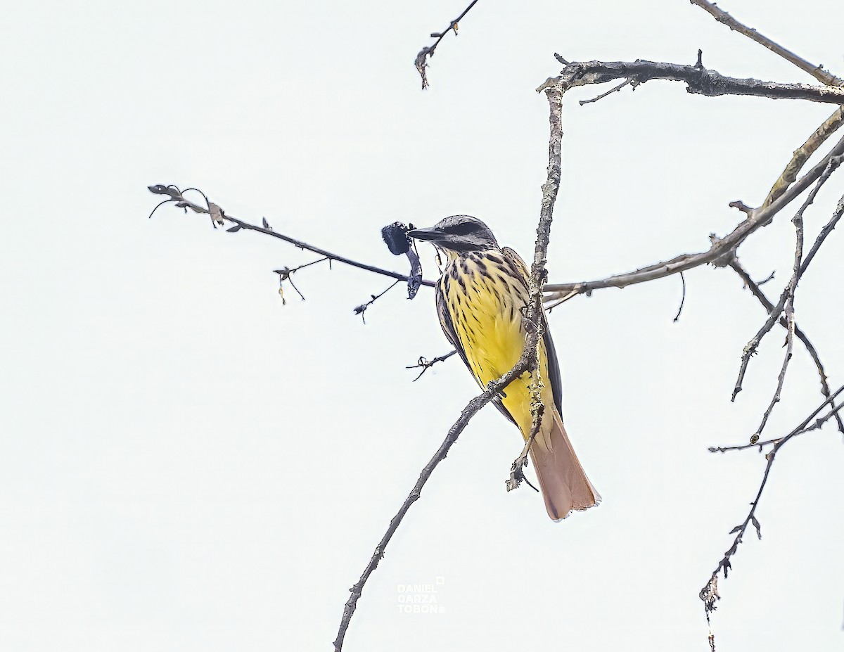 Sulphur-bellied Flycatcher - ML620558373