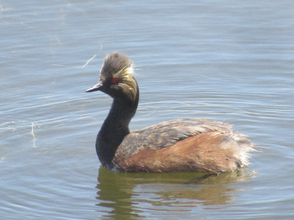 Eared Grebe - ML620558377