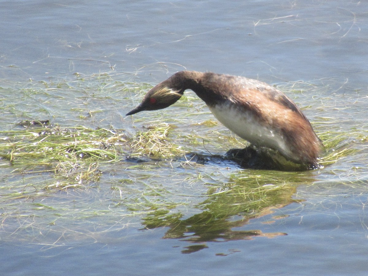 Eared Grebe - ML620558378