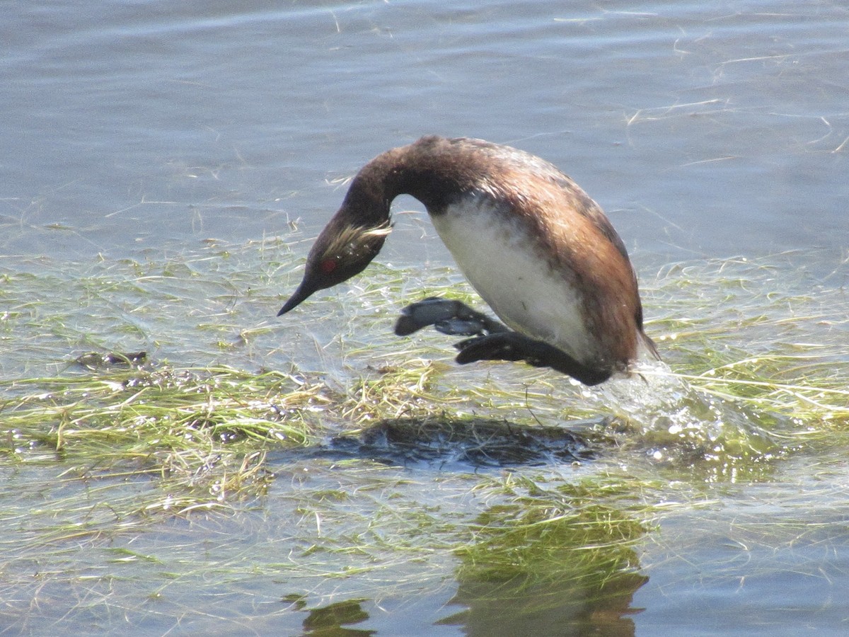 Eared Grebe - Adam Burnett