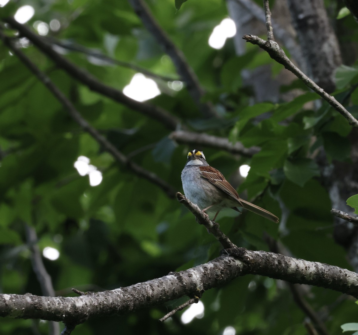 White-throated Sparrow - ML620558384