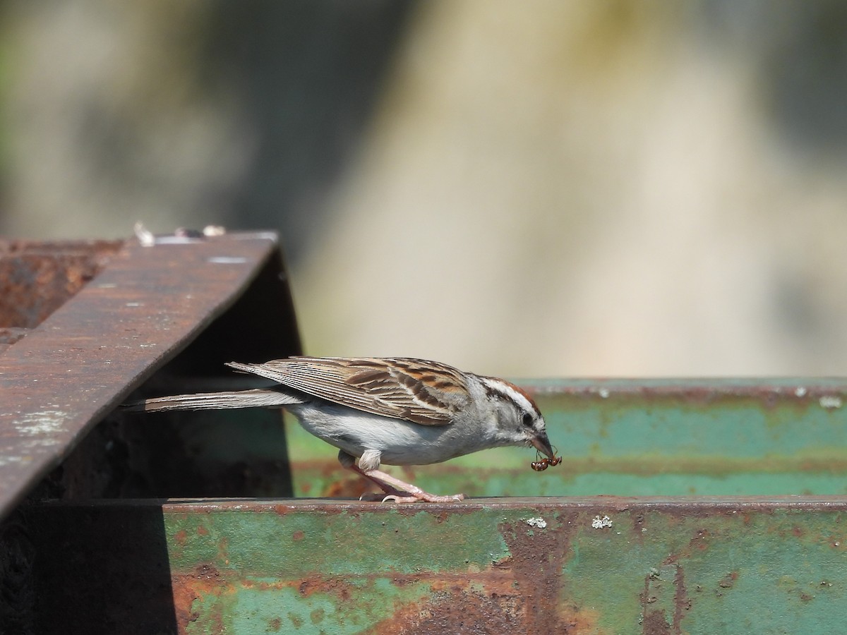 Chipping Sparrow - ML620558385
