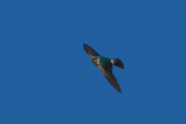 Violet-green Swallow - Carson Kearns