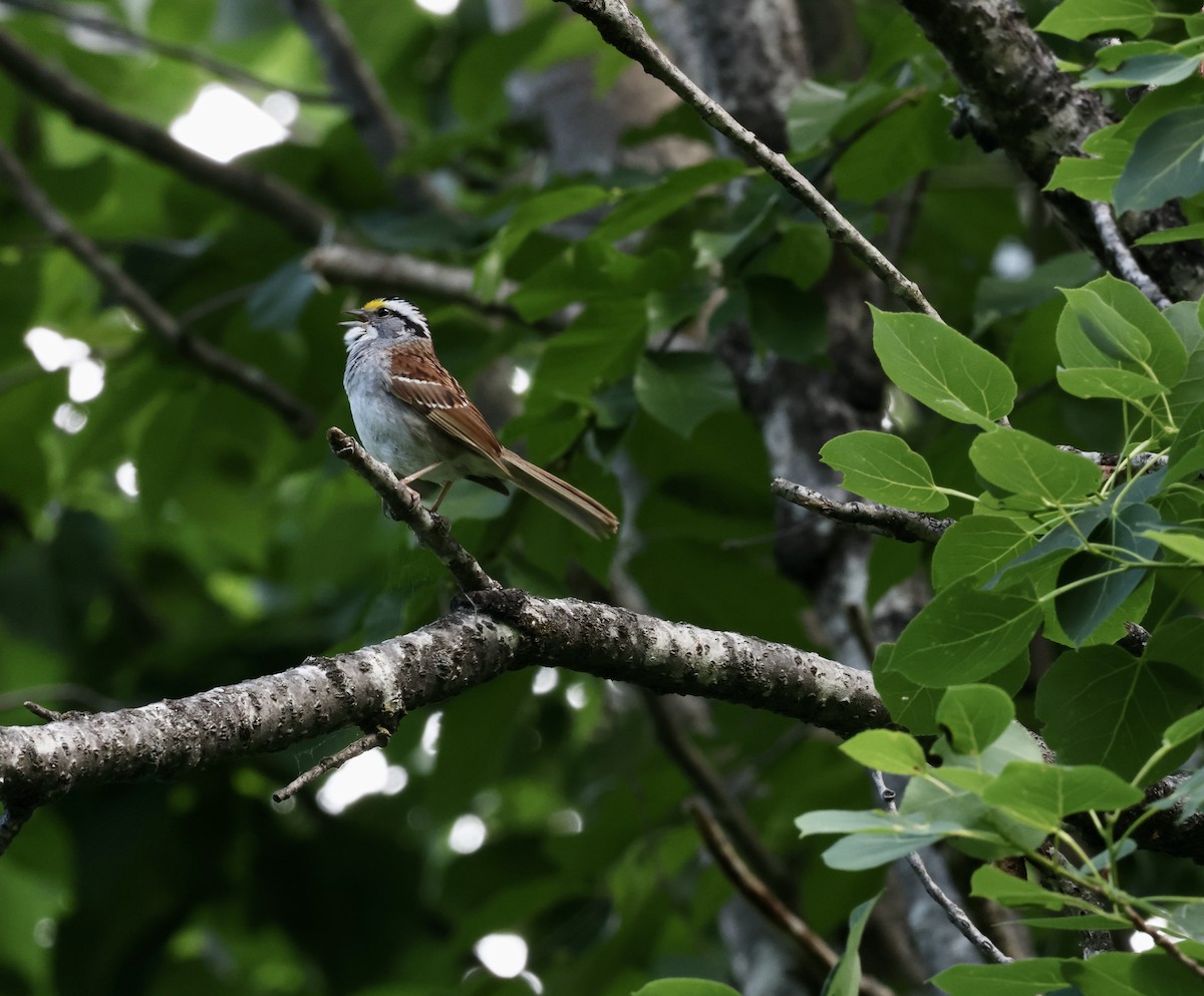 White-throated Sparrow - ML620558389