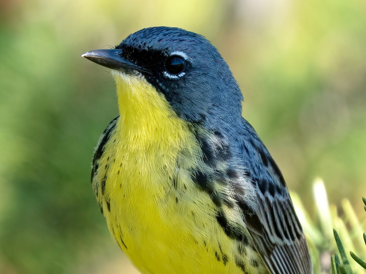 Kirtland's Warbler - ML620558390