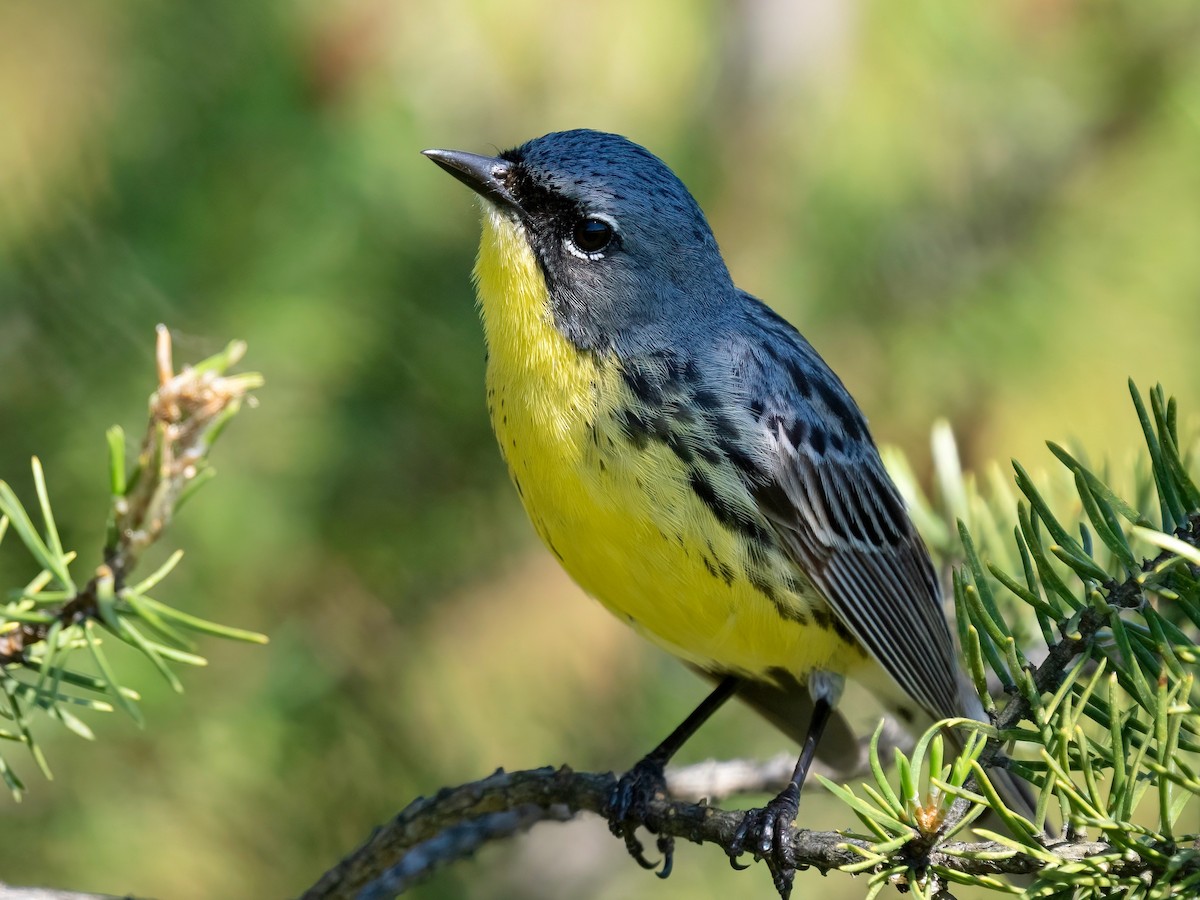 Kirtland's Warbler - ML620558391