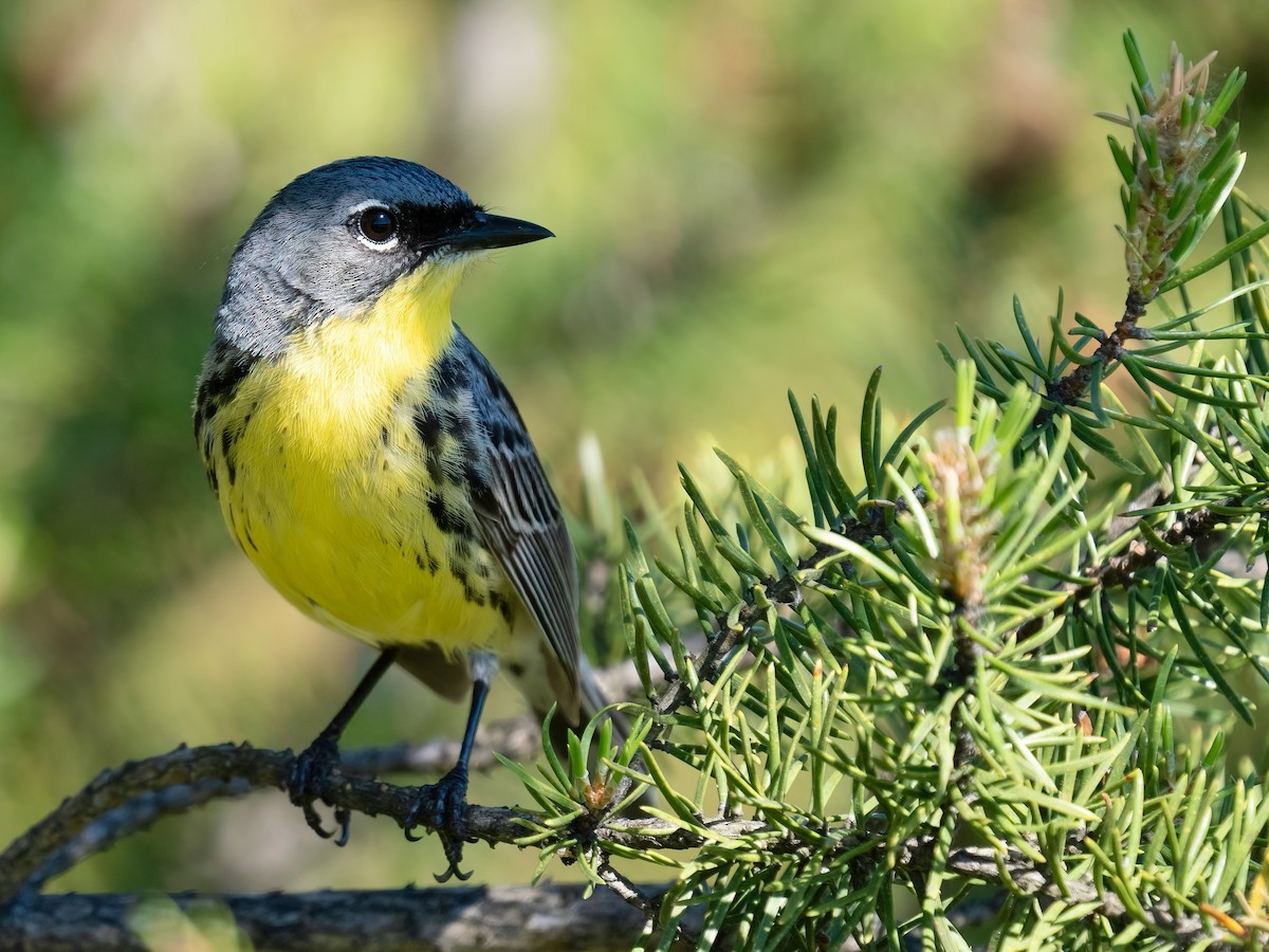 Kirtland's Warbler - ML620558394