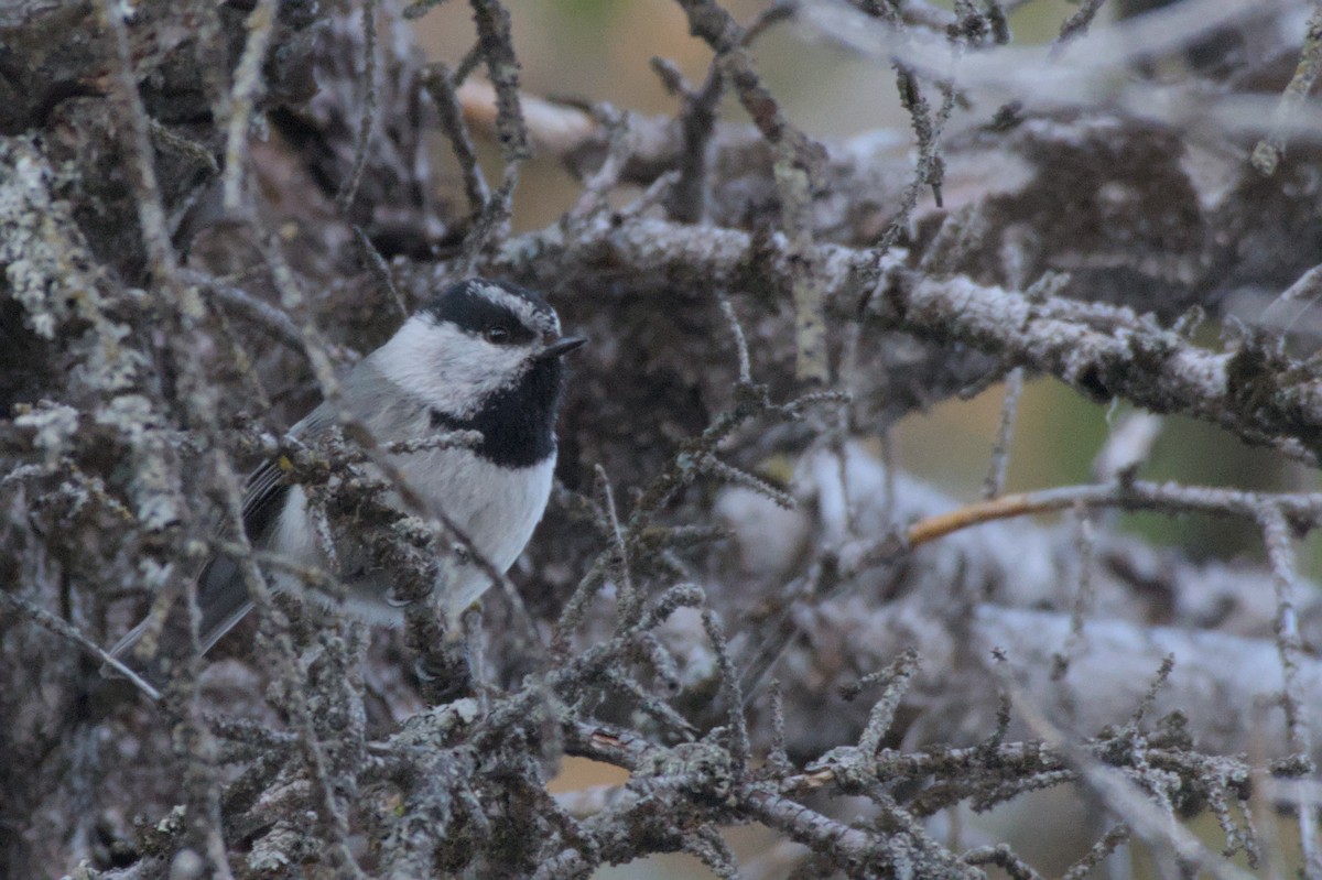 Mountain Chickadee - ML620558400