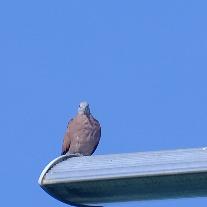 Red Collared-Dove - ML620558402